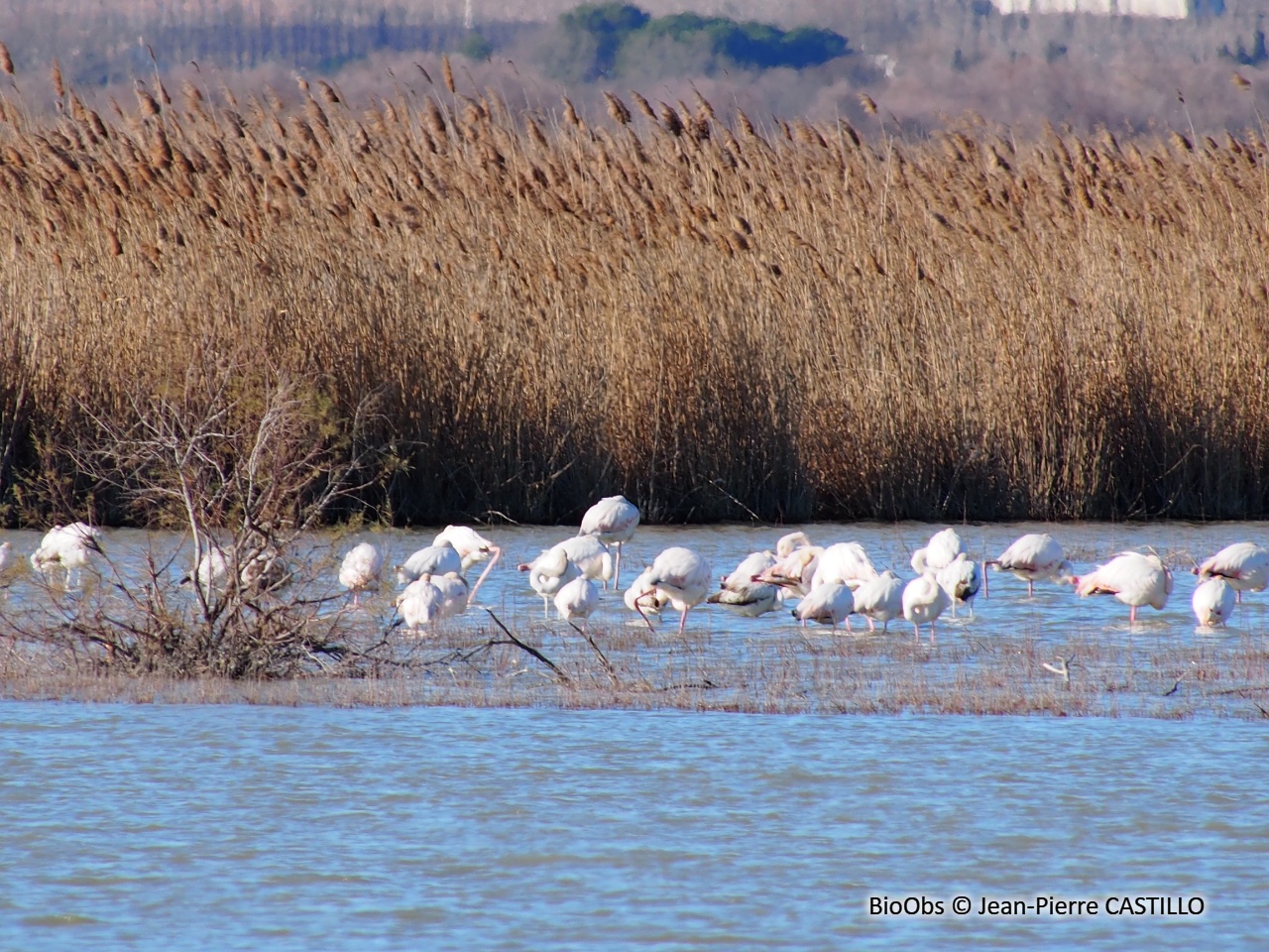 Flamant rose - Phoenicopterus roseus - Jean-Pierre CASTILLO - BioObs