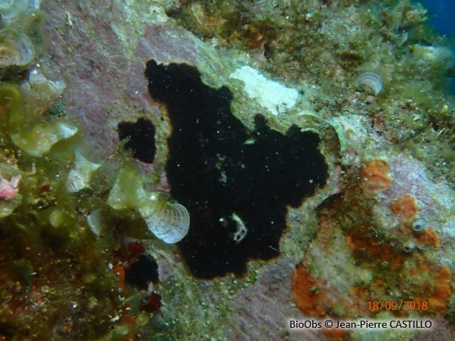 Bryozoaire encroûtant noir - Reptadeonella violacea - Jean-Pierre CASTILLO - BioObs