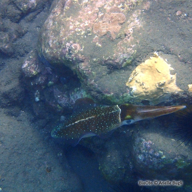 Calmar de récif des Caraïbes - Sepioteuthis sepioidea - Jean-Pierre CASTILLO - BioObs