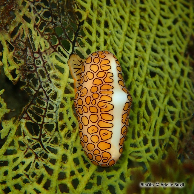 Monnaie caraïbe à ocelles - Cyphoma gibbosum - Jean-Pierre CASTILLO - BioObs