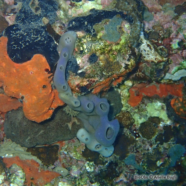 Eponge-pieuvre mauve rose - Callyspongia (Callyspongia) fallax - Jean-Pierre CASTILLO - BioObs