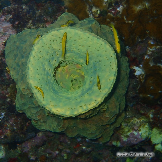 Girelle à tête bleue - Thalassoma bifasciatum - Jean-Pierre CASTILLO - BioObs