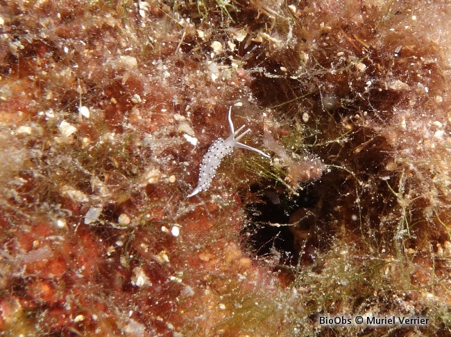 Faceline à ponctuations noires - Caloria elegans - Jean-Pierre CASTILLO - BioObs