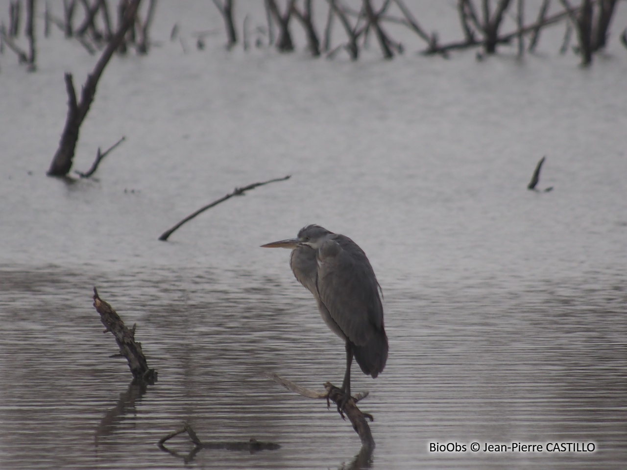 Héron cendré - Ardea cinerea - Jean-Pierre CASTILLO - BioObs