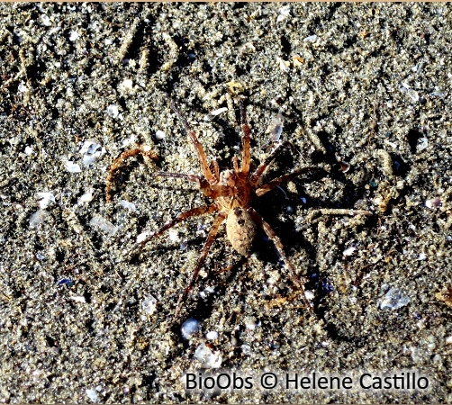 Araignée-loup - Arctosa perita - Helene Castillo - BioObs