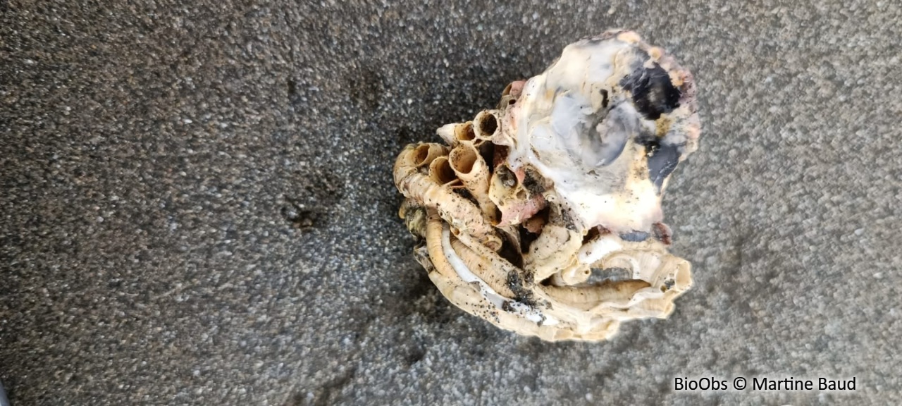 Taret - Teredo navalis - Martine Baud - BioObs