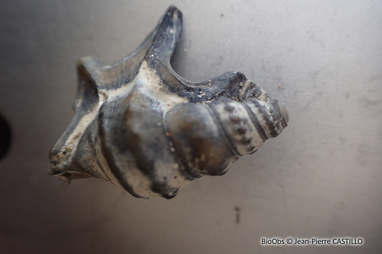 Pied de pélican - Aporrhais pespelecani - Jean-Pierre CASTILLO - BioObs