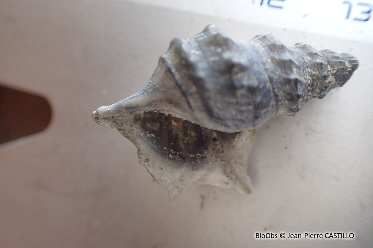 Pied de pélican - Aporrhais pespelecani - Jean-Pierre CASTILLO - BioObs