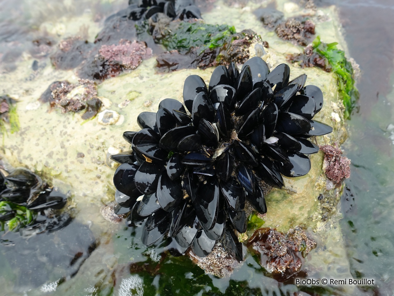 Moule de Méditerranée - Mytilus galloprovincialis - Remi Bouillot - BioObs