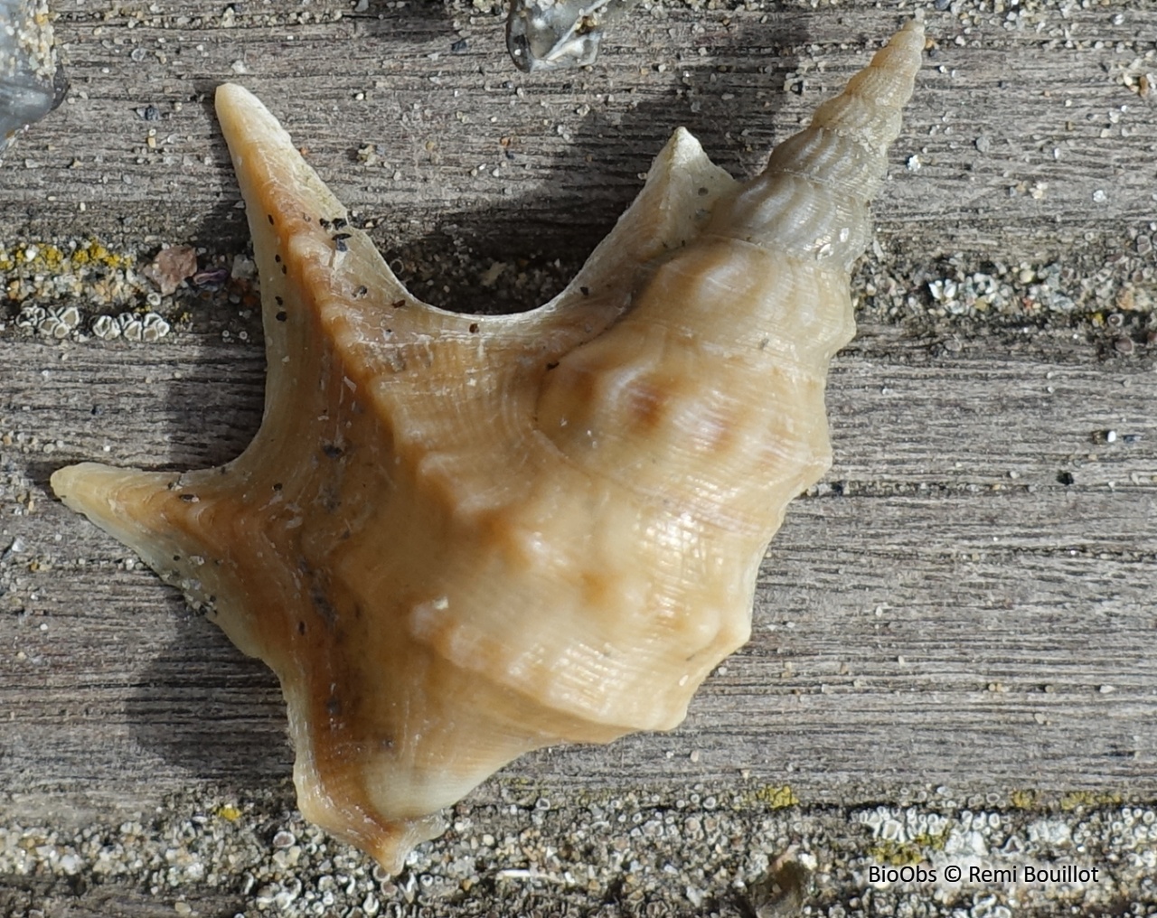 Pied de pélican - Aporrhais pespelecani - Remi Bouillot - BioObs