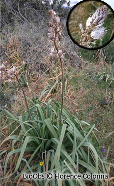 Grande asphodèle - Asphodelus ramosus - Jean-Pierre CASTILLO - BioObs