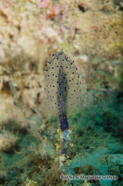Eudistoma pédonculée bleue - Eudistoma caeruleum - Maguelone Grateau - BioObs