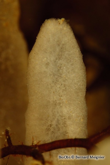 Eponge-fistule blanc-fauve - Oceanapia isodictyiformis - Jean-Pierre CASTILLO - BioObs
