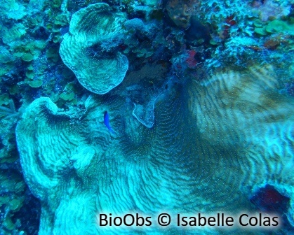 Agarice fragile - Agaricia fragilis - Isabelle Colas - BioObs