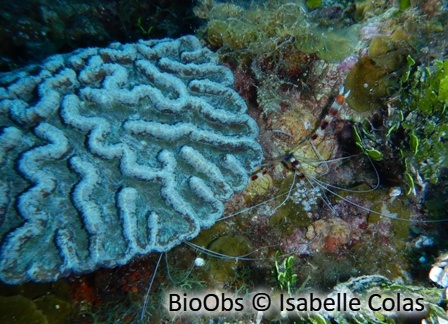 Corail cactus rugueux - Mycetophyllia ferox - Isabelle Colas - BioObs