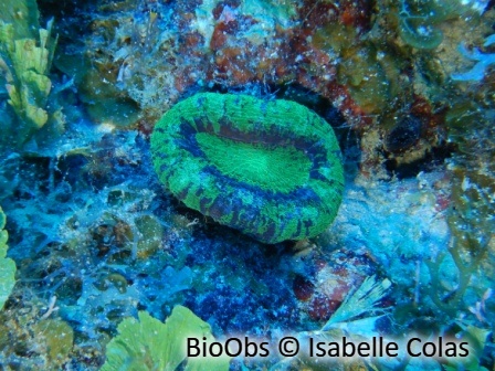 Corail coeur d'artichaut - Scolymia cubensis - Isabelle Colas - BioObs
