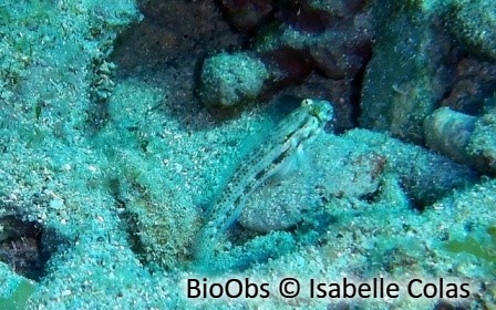 Gobie grain d'or - Gnatholepis thompsoni - Isabelle Colas - BioObs