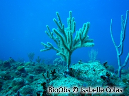 Gorgone mille bouches - Plexaurella ssp - Isabelle Colas - BioObs