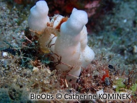Eponge conique blanche - Siphonodictyon xamaycaense - Catherine KOMINEK - BioObs