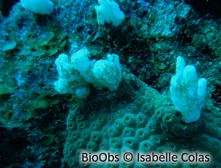 Eponge conique blanche - Siphonodictyon xamaycaense - Isabelle Colas - BioObs