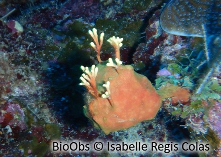 Eponge à petites branches - Aplysina insularis - Isabelle Regis Colas - BioObs