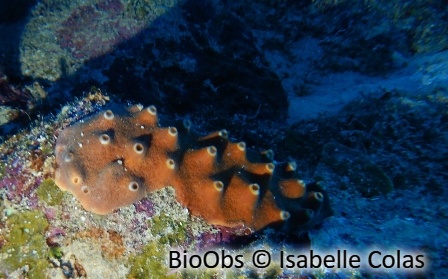Eponge brune variable - Cliona varians - Isabelle Colas - BioObs
