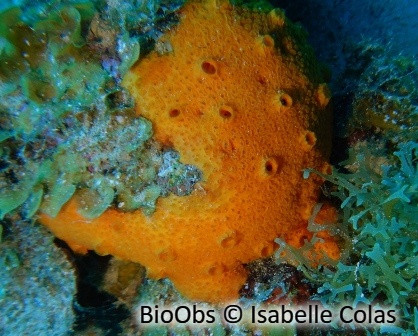 Eponge encroûtante orange Caraibes - Diplastrella spp - Isabelle Colas - BioObs