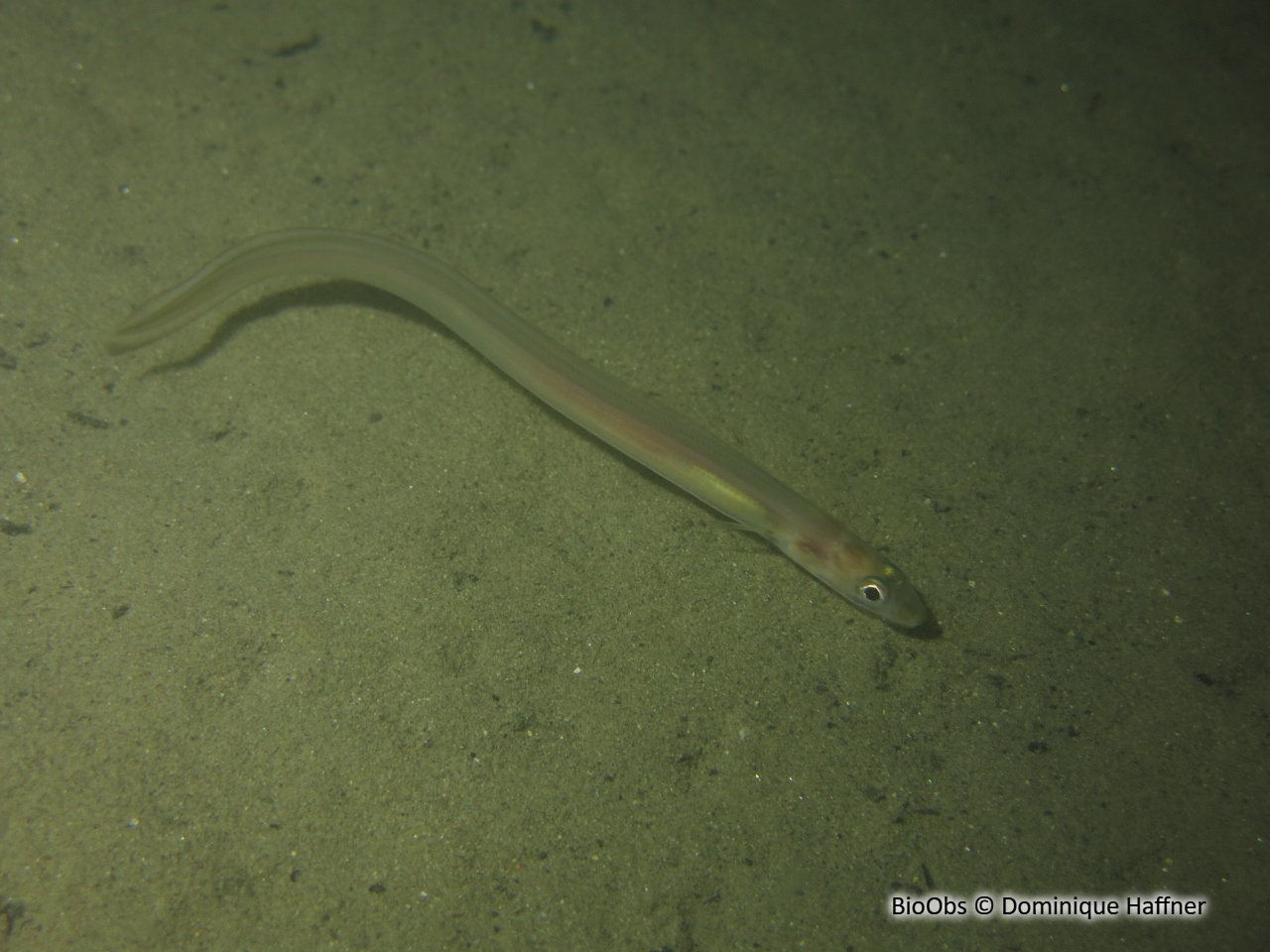 Congre des Baléares - Ariosoma balearicum - Dominique Haffner - BioObs