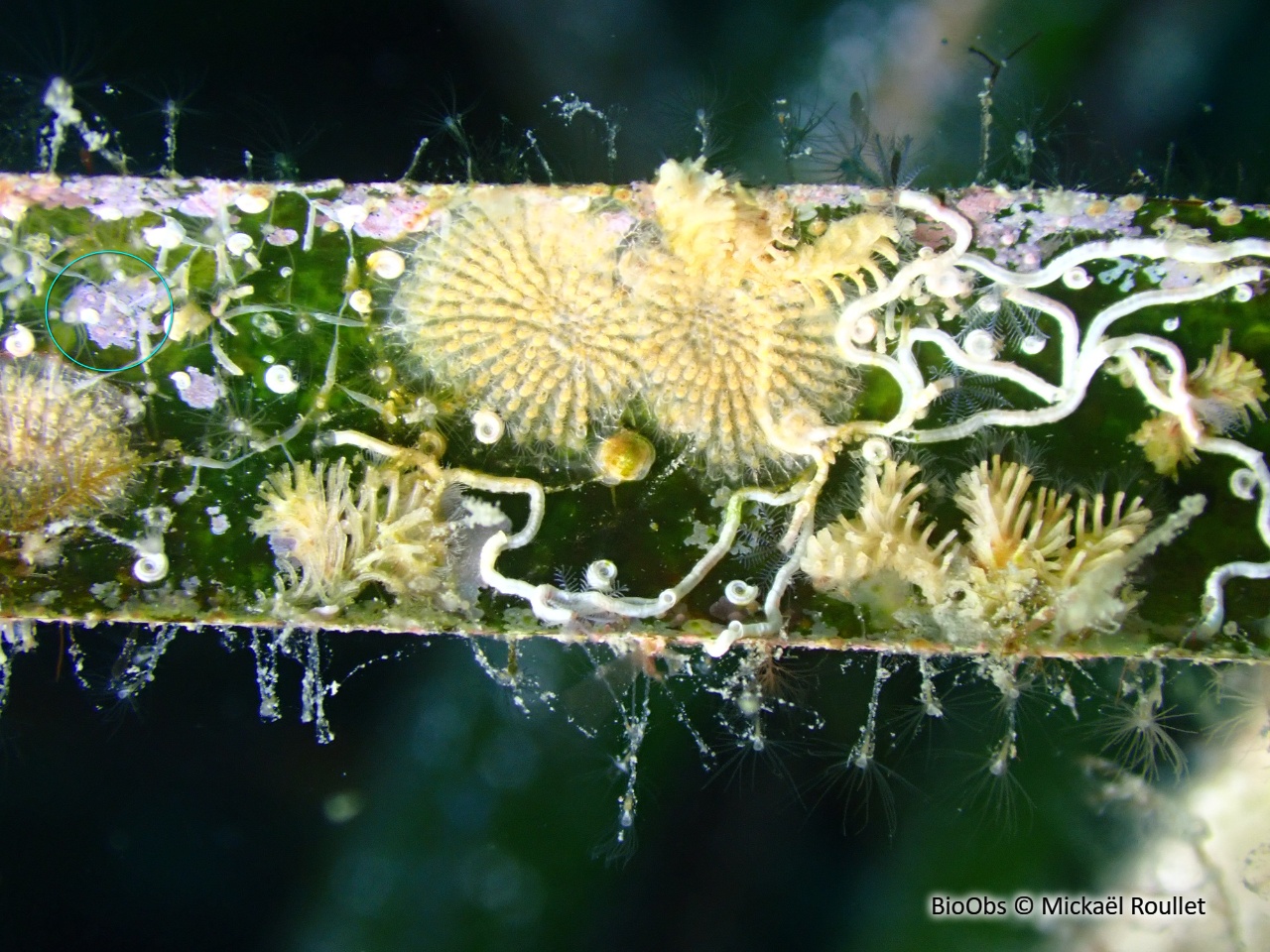 Petite algue calcaire farineuse - Hydrolithon farinosum - Mickaël Roullet - BioObs