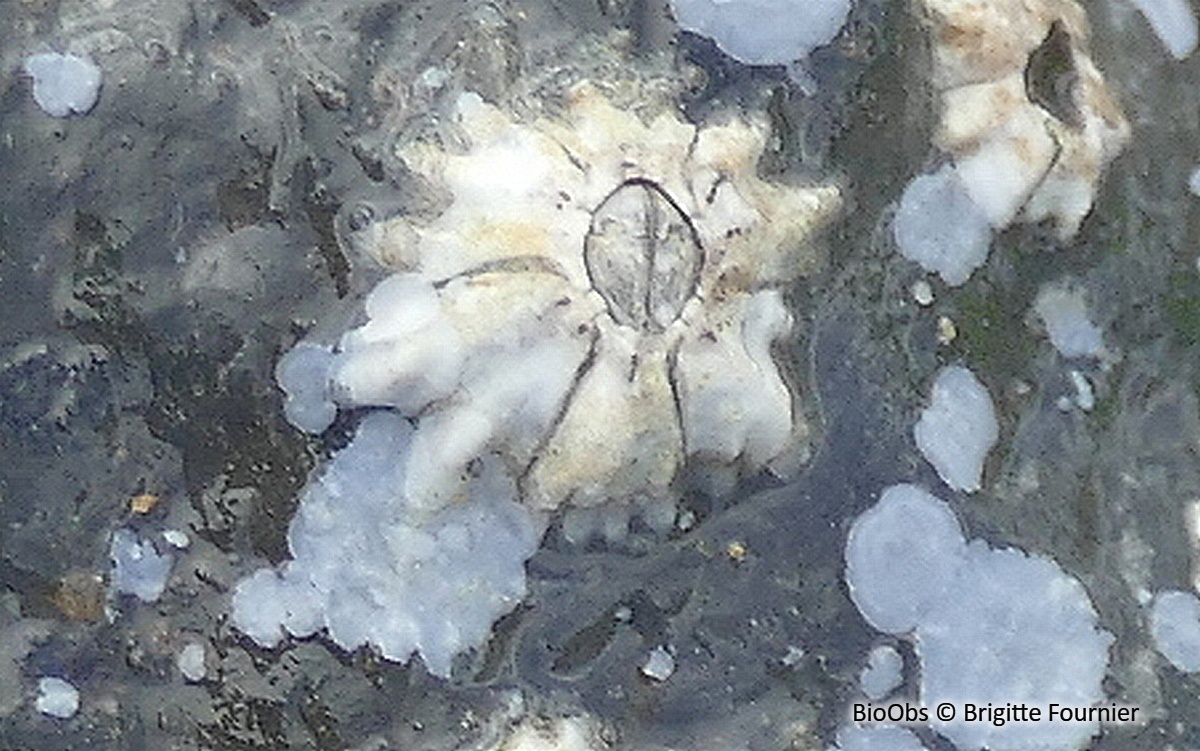 Chthamale étoilé commun - Chthamalus stellatus - Brigitte Fournier - BioObs