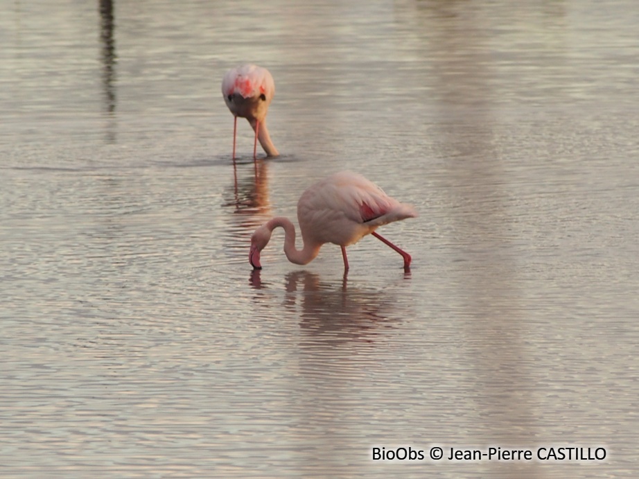 Flamant rose - Phoenicopterus roseus - Jean-Pierre CASTILLO - BioObs