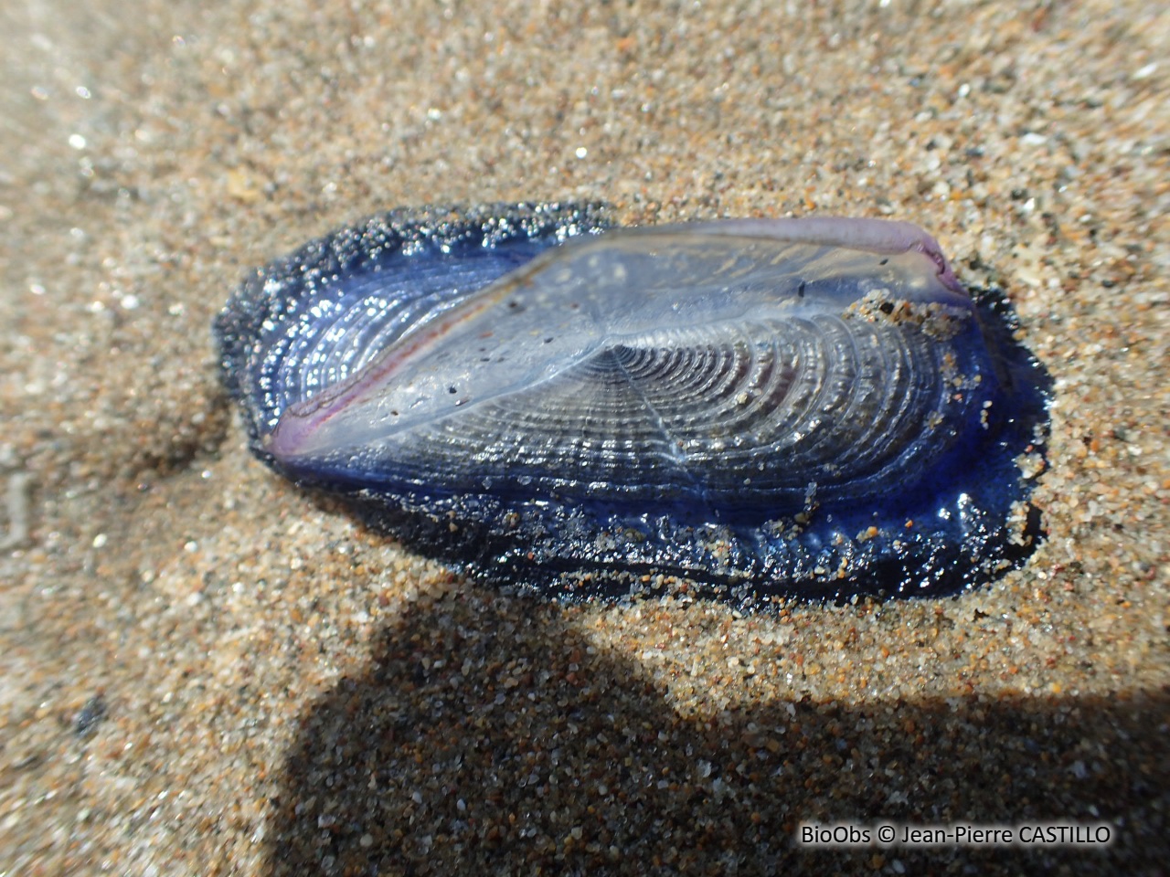 Vélelle - Velella velella - Jean-Pierre CASTILLO - BioObs