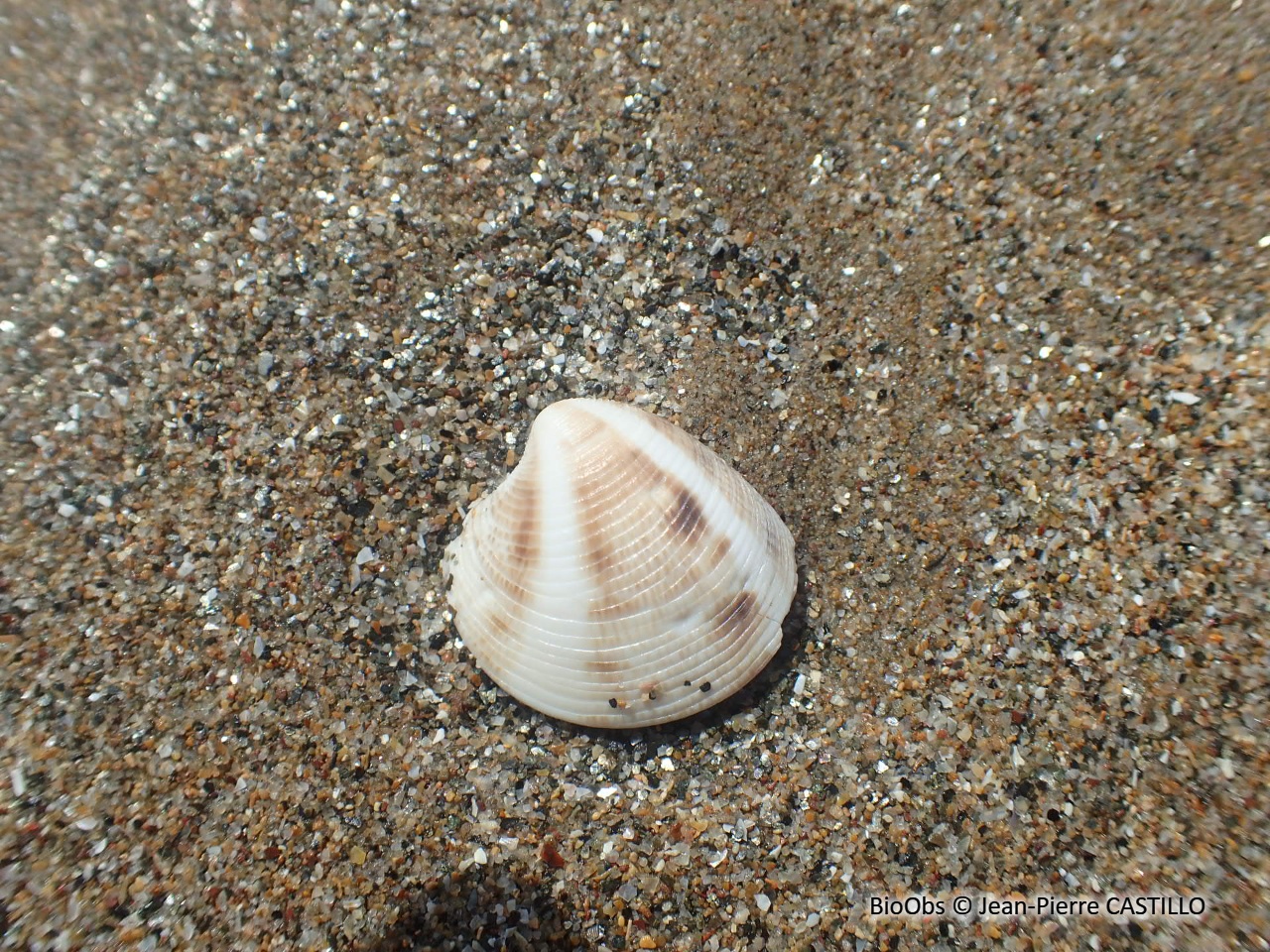 Vénus pied de poule - Chamelea gallina - Jean-Pierre CASTILLO - BioObs