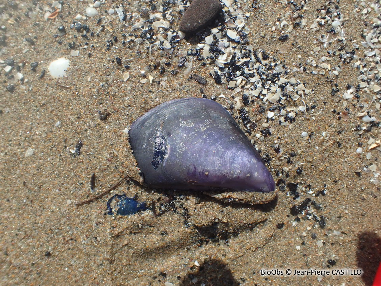 Moule de Méditerranée - Mytilus galloprovincialis - Jean-Pierre CASTILLO - BioObs