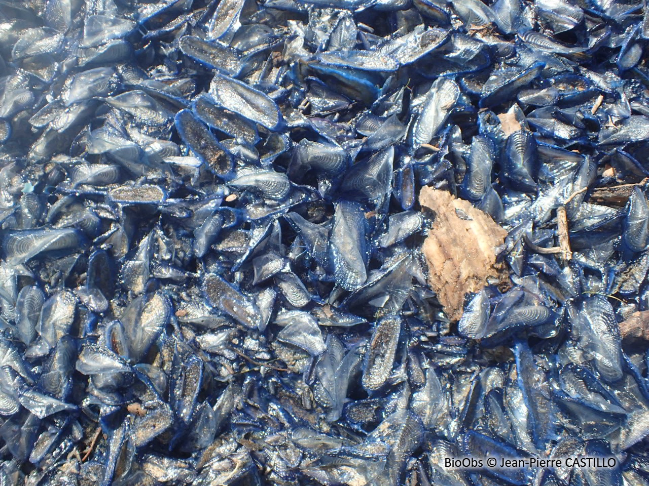 Vélelle - Velella velella - Jean-Pierre CASTILLO - BioObs