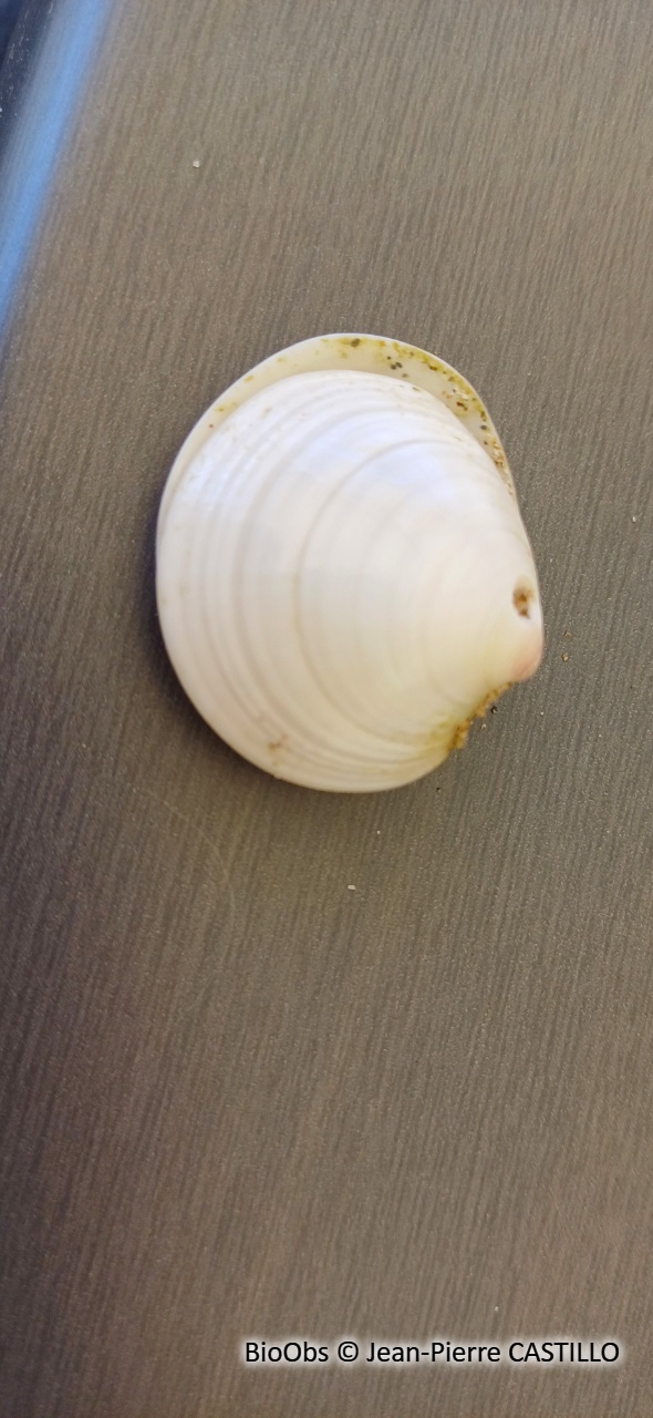 Dosine en porcelaine - Dosinia lupinus - Jean-Pierre CASTILLO - BioObs