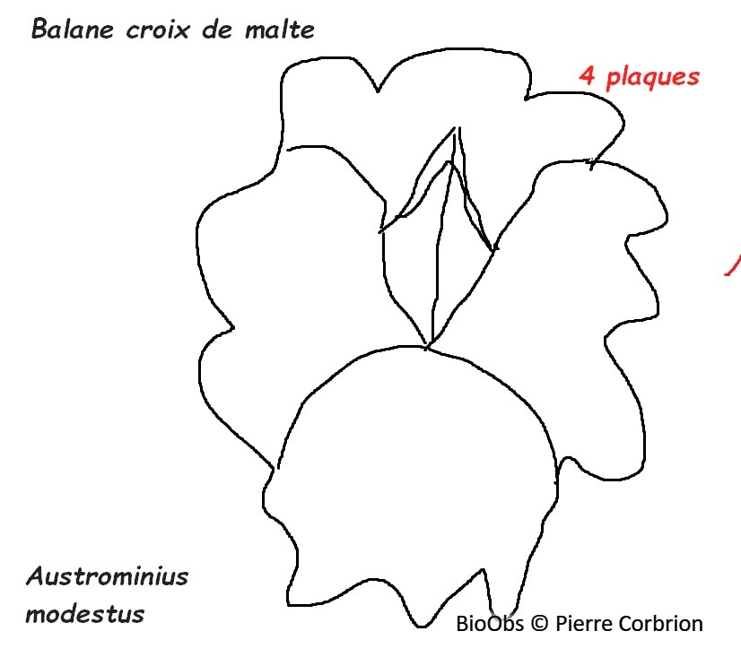 Balane croix de Malte - Austrominius modestus - Pierre Corbrion - BioObs