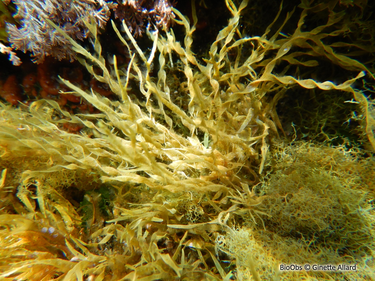 Dictyote rubanée - Dictyota fasciola - Ginette Allard - BioObs