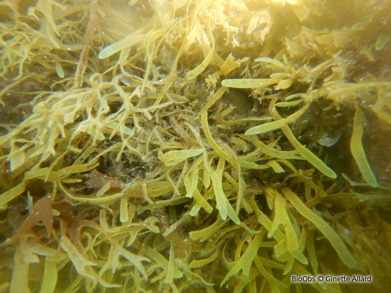 Dictyote spatulée - Dictyota spiralis - Ginette Allard - BioObs