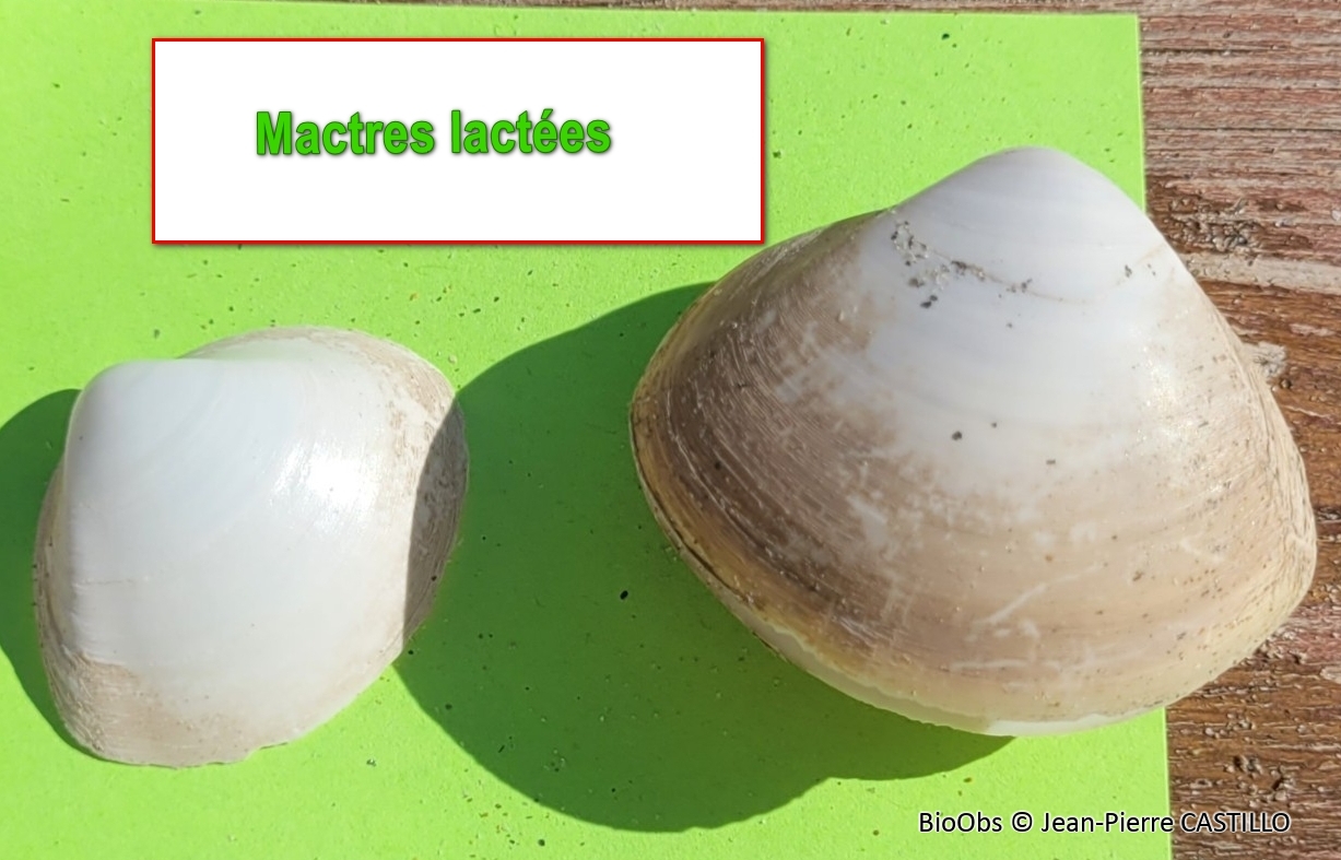 Mactre lactée - Mactra corallina - Jean-Pierre CASTILLO - BioObs