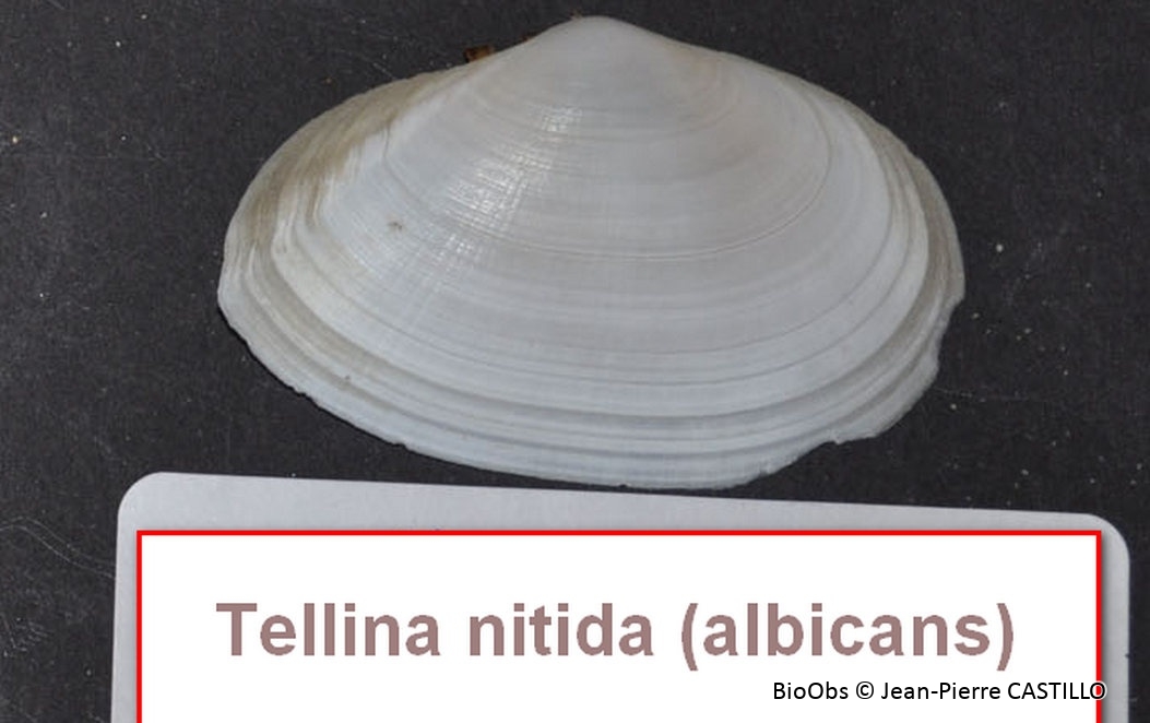 Telline - Tellina sp - Jean-Pierre CASTILLO - BioObs