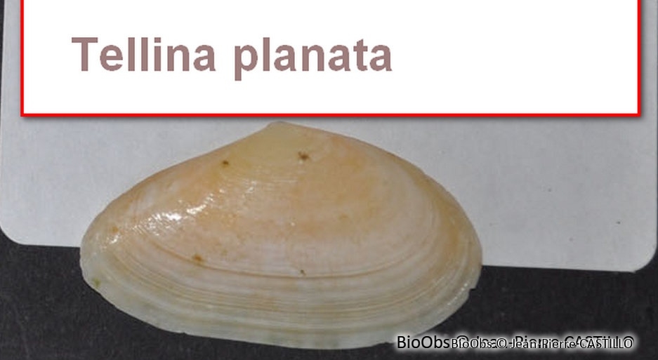 Telline - Tellina sp - Jean-Pierre CASTILLO - BioObs