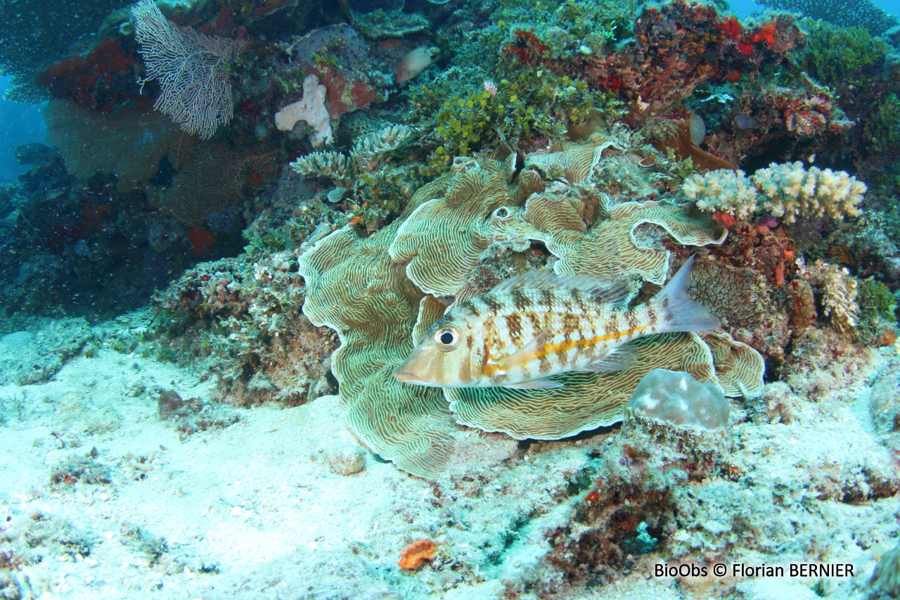 Lethrinus à ligne orange - Lethrinus obsoletus - Florian BERNIER - BioObs