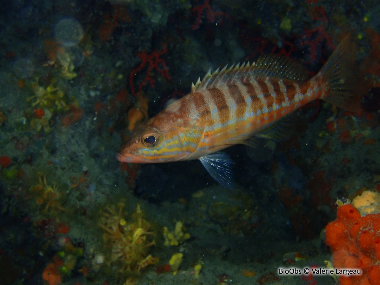 Serran chevrette - Serranus cabrilla - Valérie Largeau - BioObs