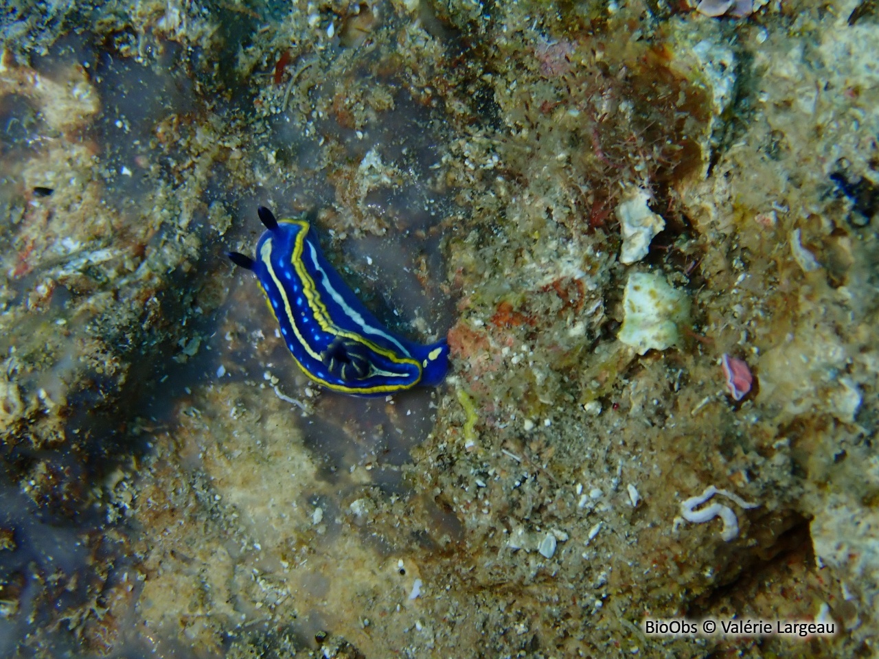 Doris tricolore - Felimare tricolor - Valérie Largeau - BioObs