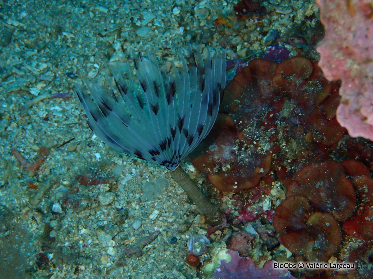 Sabelle - Sabella pavonina - Valérie Largeau - BioObs