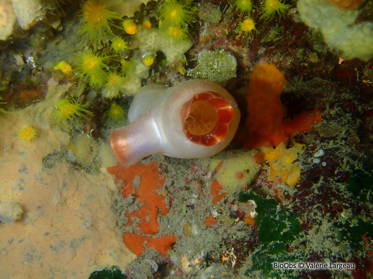 Ascidie rouge - Halocynthia papillosa - Valérie Largeau - BioObs