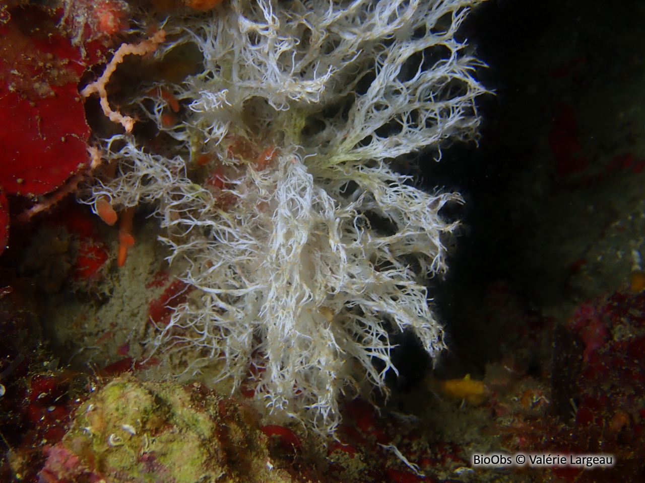 Salmacine - Salmacina sp. - Valérie Largeau - BioObs