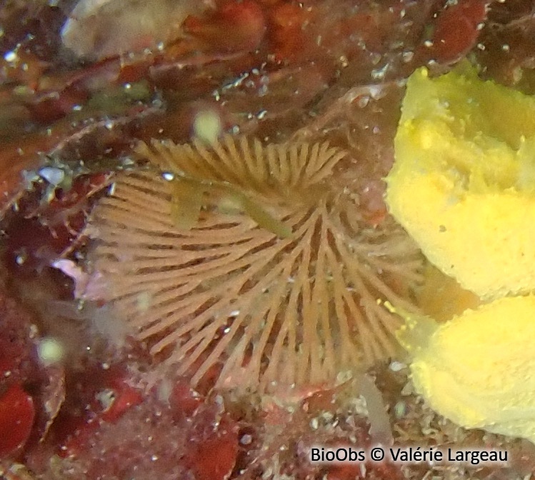 Bryozoaire à fouet - Caberea boryi - Valérie Largeau - BioObs