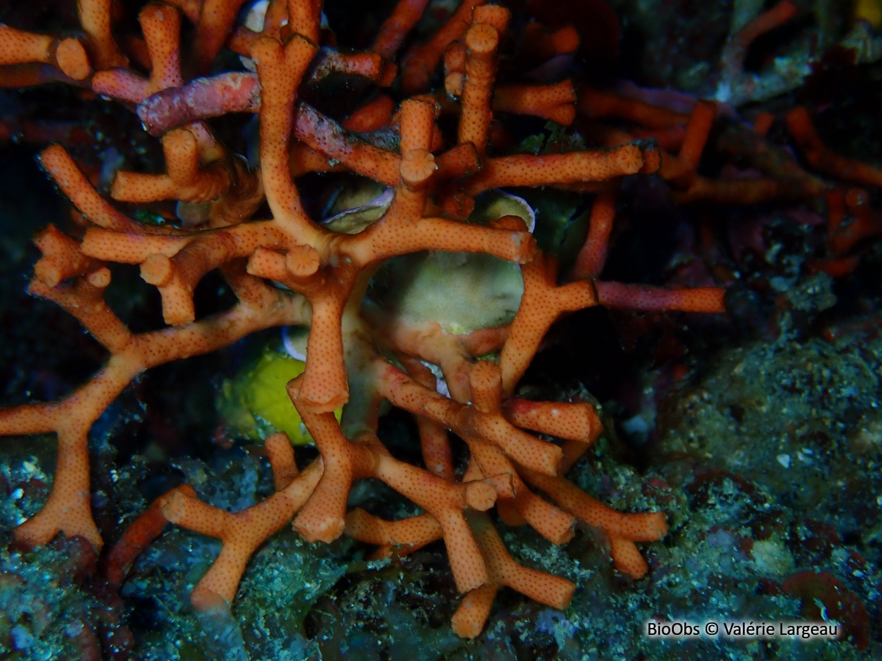 Faux corail - Myriapora truncata - Valérie Largeau - BioObs